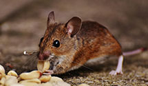 24 Hour & Emergency Exterminators in Bretzville, IN